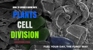 From Spores to Plants: Understanding Cell Division Growth Process