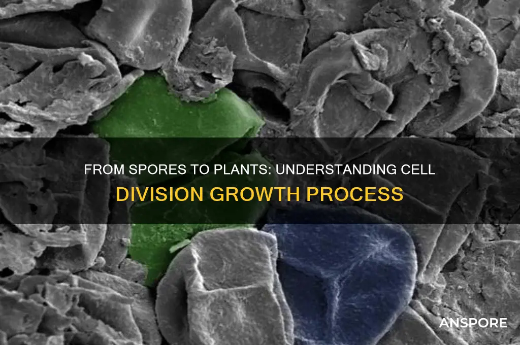 how to spores grow into plants cell division