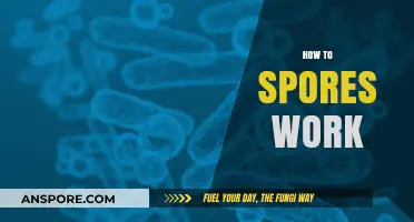 Understanding Spores: How These Tiny Survivors Work and Thrive