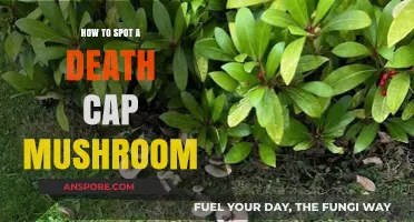 Identifying Deadly Death Cap Mushrooms: A Comprehensive Guide to Spotting Them Safely