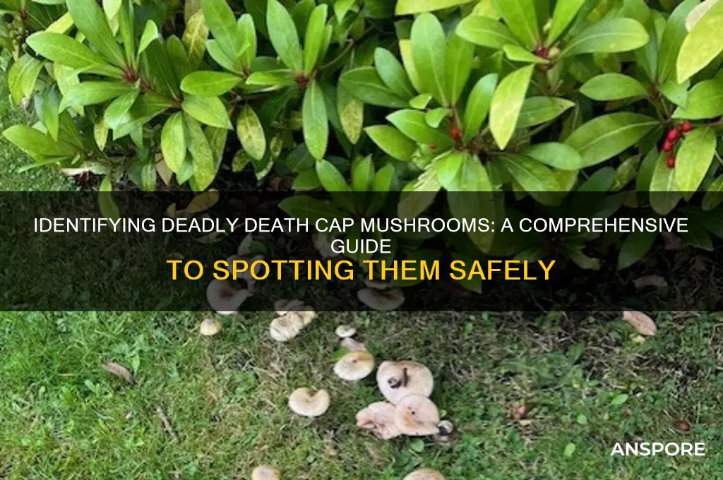 how to spot a death cap mushroom