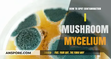 Identifying Contamination in Mushroom Mycelium: Essential Tips for Healthy Growth