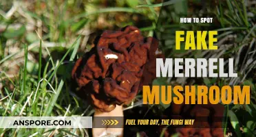 Identifying Counterfeit Merrell Mushrooms: A Comprehensive Guide to Spotting Fakes