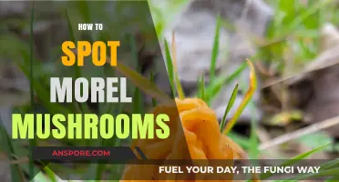 Identifying Morel Mushrooms: Expert Tips for Spotting These Elusive Delicacies