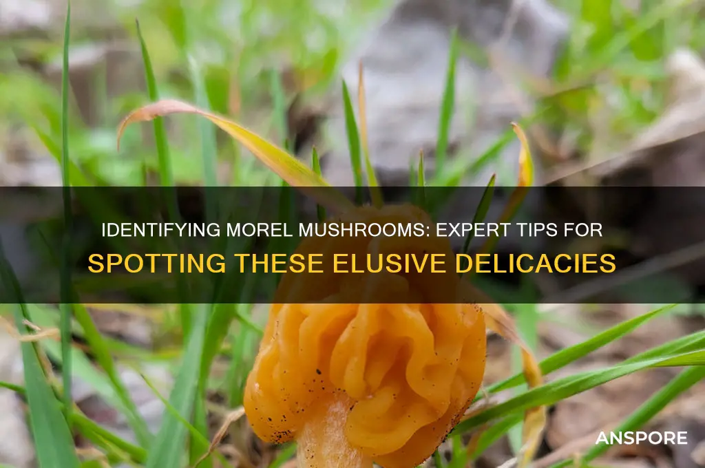 how to spot morel mushrooms