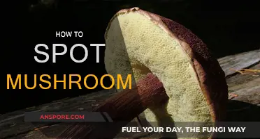 Spotting Mushrooms: A Guide to Foraging Safely