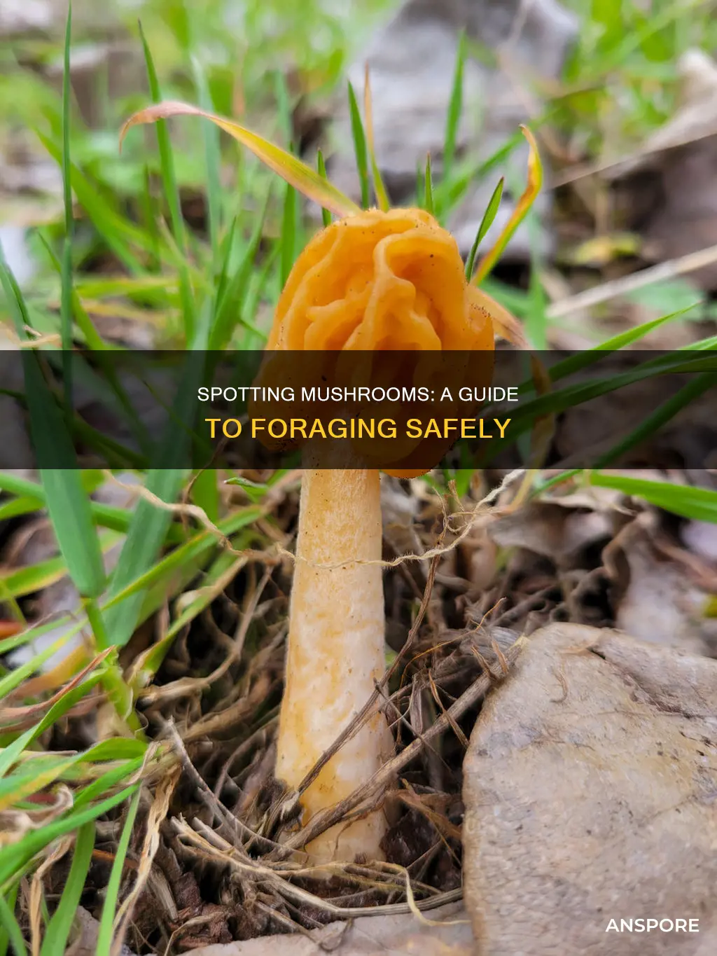 how to spot mushrooms