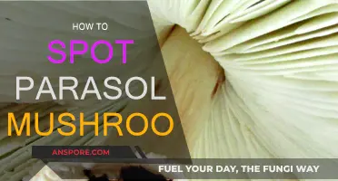 Finding Parasol Mushrooms: What to Look For