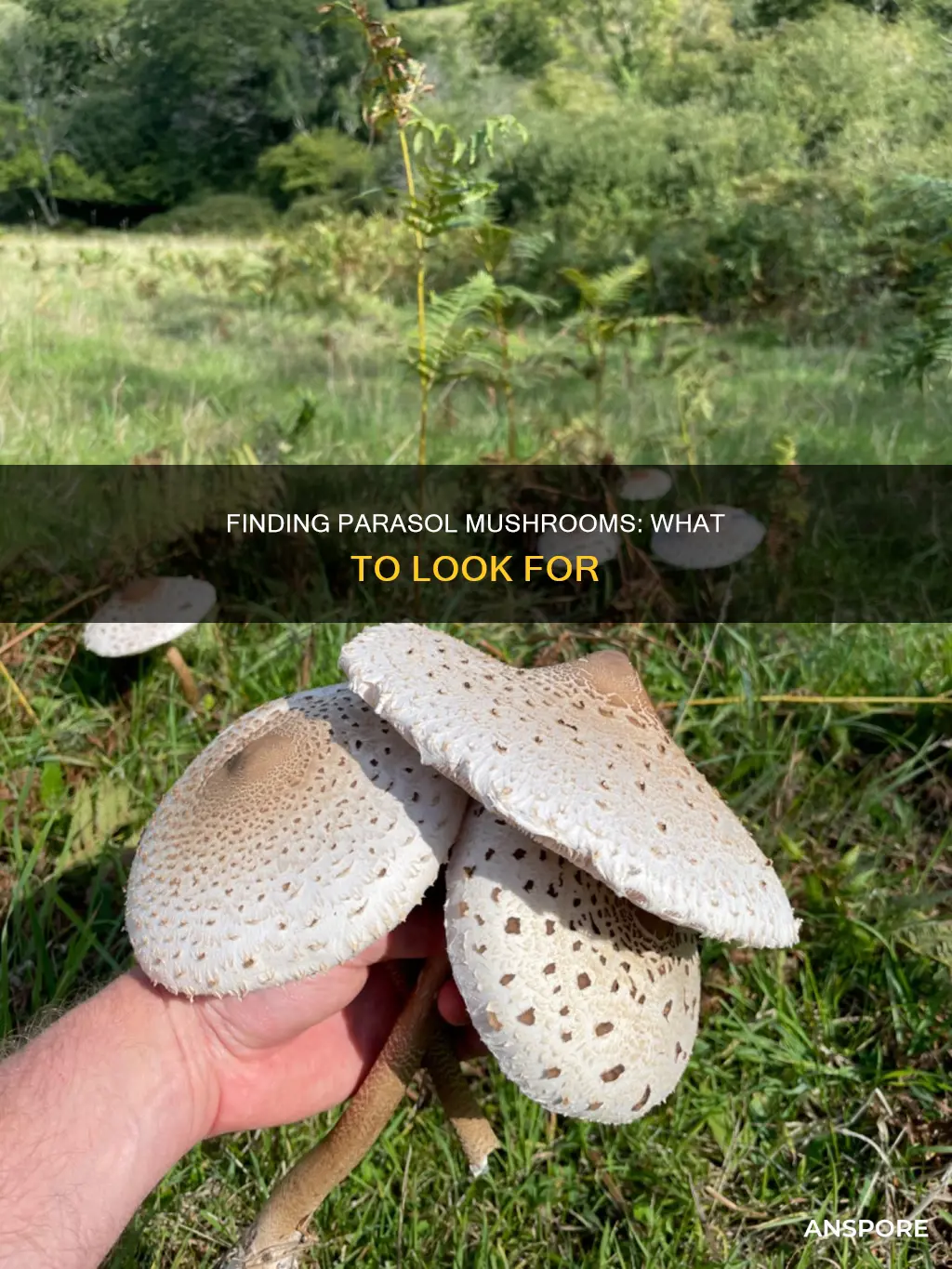 how to spot parasol mushrooms