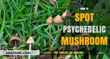 Psychedelic Mushrooms: Identifying the Magic Varieties
