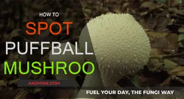 Spotting Wild Puffball Mushrooms: A Guide