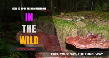 Identifying Reishi Mushrooms: A Wild Foraging Guide for Beginners