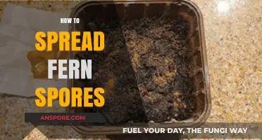 Mastering Fern Propagation: A Guide to Spreading Spores Successfully