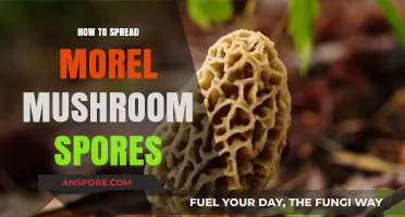Effective Techniques for Spreading Morel Mushroom Spores in Your Garden