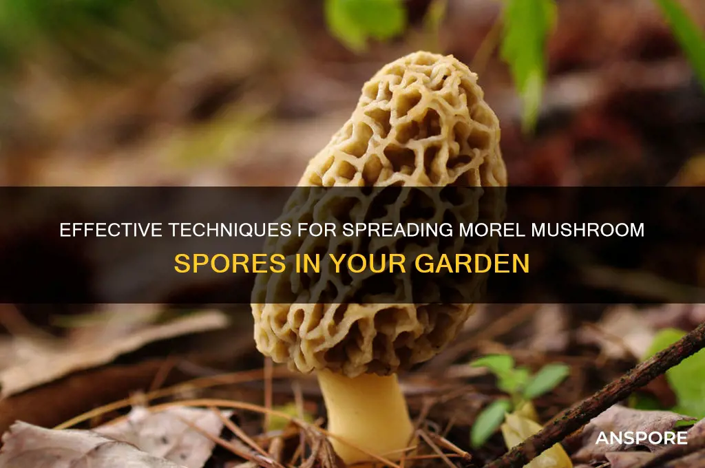 how to spread morel mushroom spores
