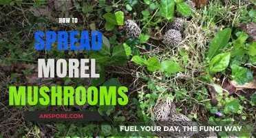 Mastering Morel Mushroom Propagation: Effective Techniques for Abundant Growth