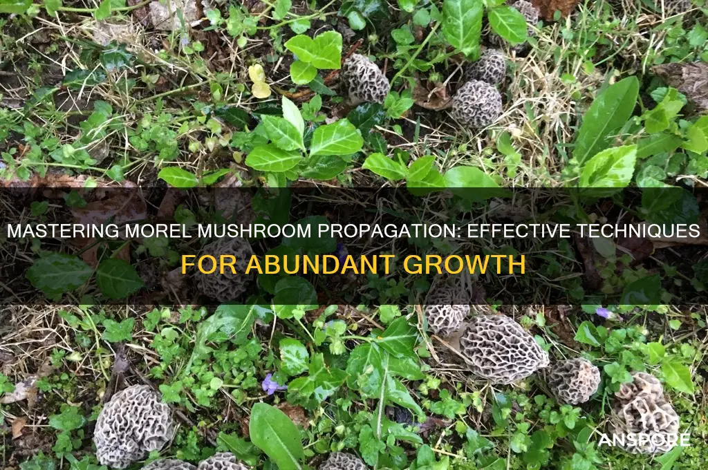 how to spread morel mushrooms