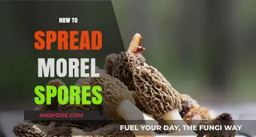 Mastering Morel Mushroom Propagation: Effective Techniques to Spread Spores
