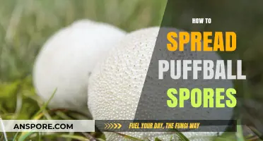 Mastering Puffball Spore Dispersal: Techniques for Successful Propagation