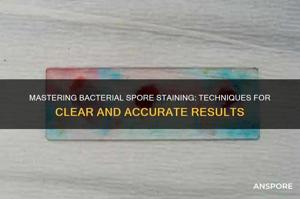 how to stain bacterial spores