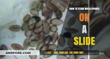 Mastering Mold Staining: A Step-by-Step Guide to Slide Preparation