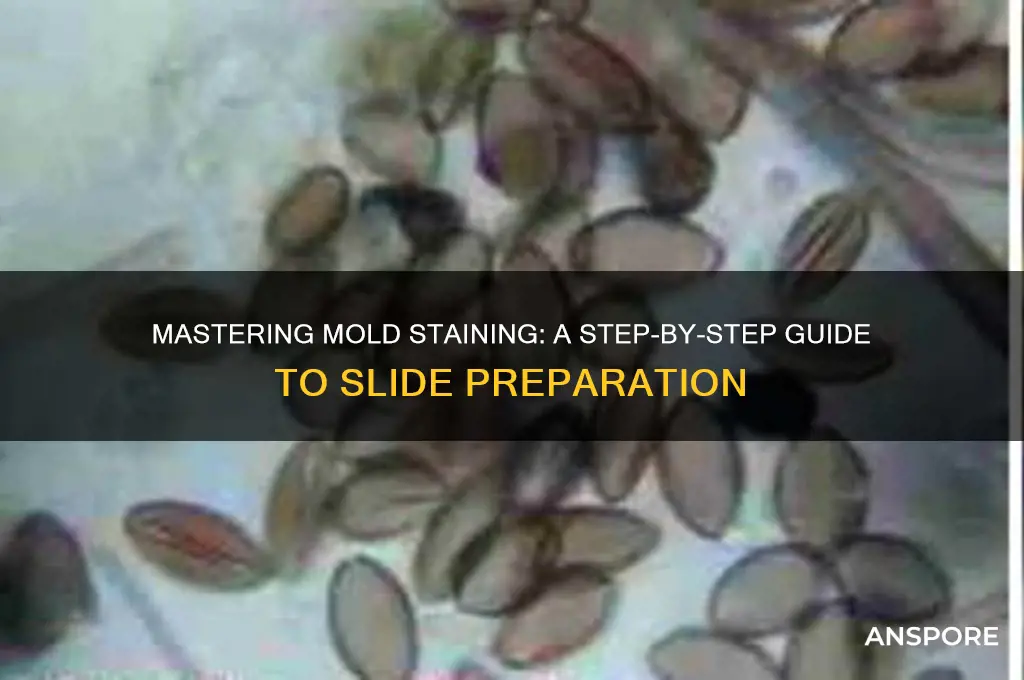 how to stain mold spores on a slide