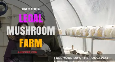 Cultivating Compliance: A Beginner's Guide to Starting a Legal Mushroom Farm