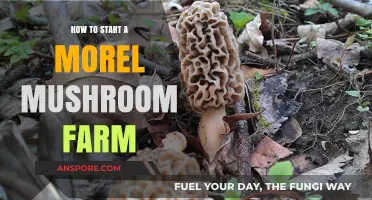 Mastering Morel Mushroom Farming: A Beginner's Guide to Successful Cultivation