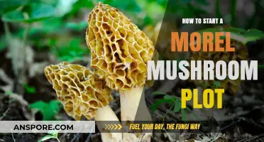 Growing Morel Mushrooms: A Beginner's Guide to Starting Your Plot