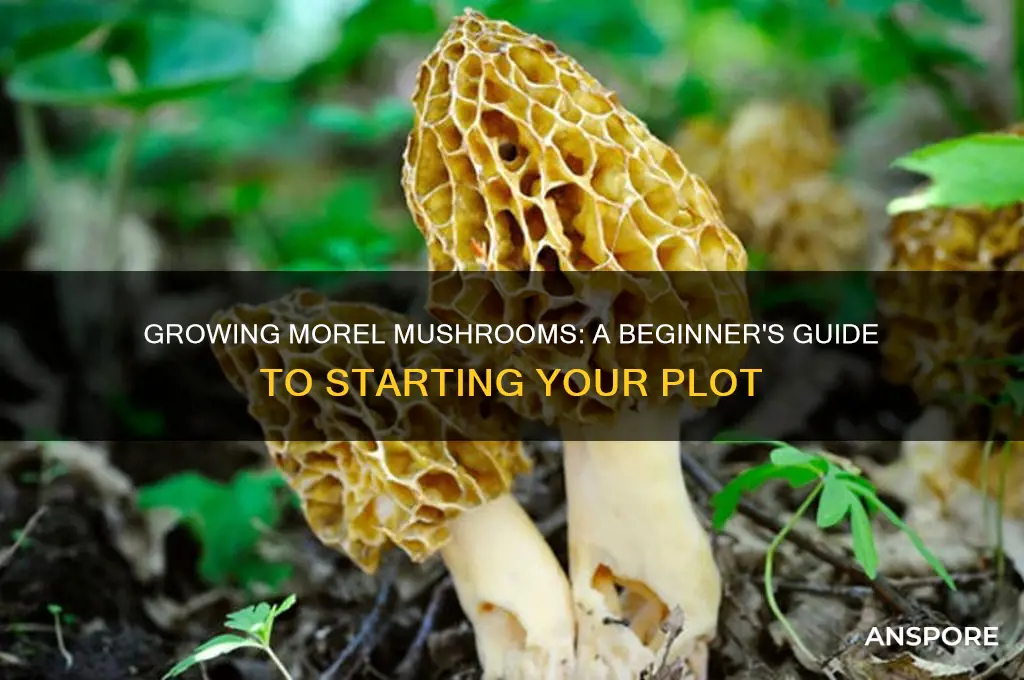 how to start a morel mushroom plot