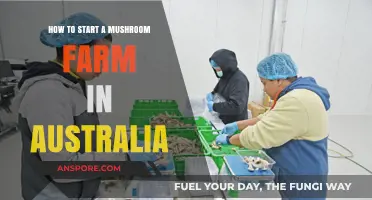 Growing Success: A Beginner's Guide to Mushroom Farming in Australia