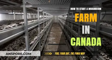 Starting a Mushroom Farm in Canada: A Beginner's Guide