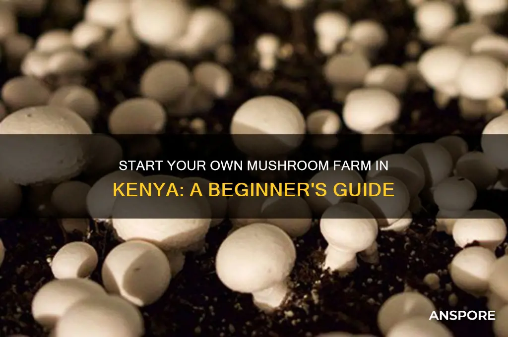 how to start a mushroom farm in kenya