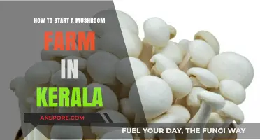 Grow Your Own: Starting a Mushroom Farm in Kerala