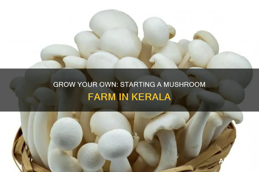 how to start a mushroom farm in kerala