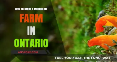 Ontario Mushroom Farming: A Beginner's Guide to Starting Your Own Farm