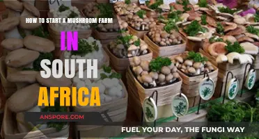 Starting a Mushroom Farm in South Africa: A Beginner's Guide