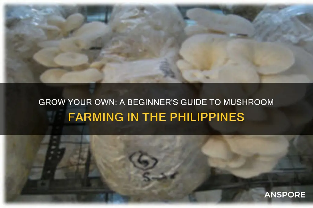 how to start a mushroom farm in the philippines