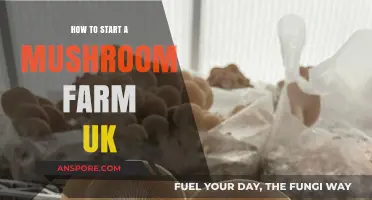 Start Your UK Mushroom Farm: A Beginner's Step-by-Step Guide