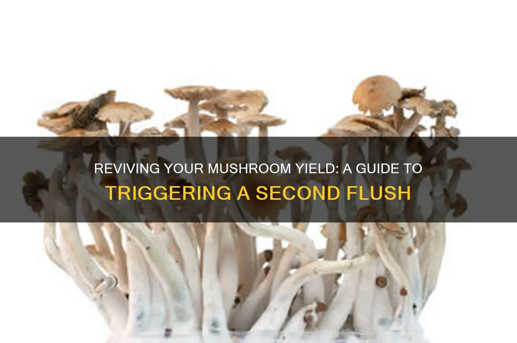 how to start a second flush of mushrooms