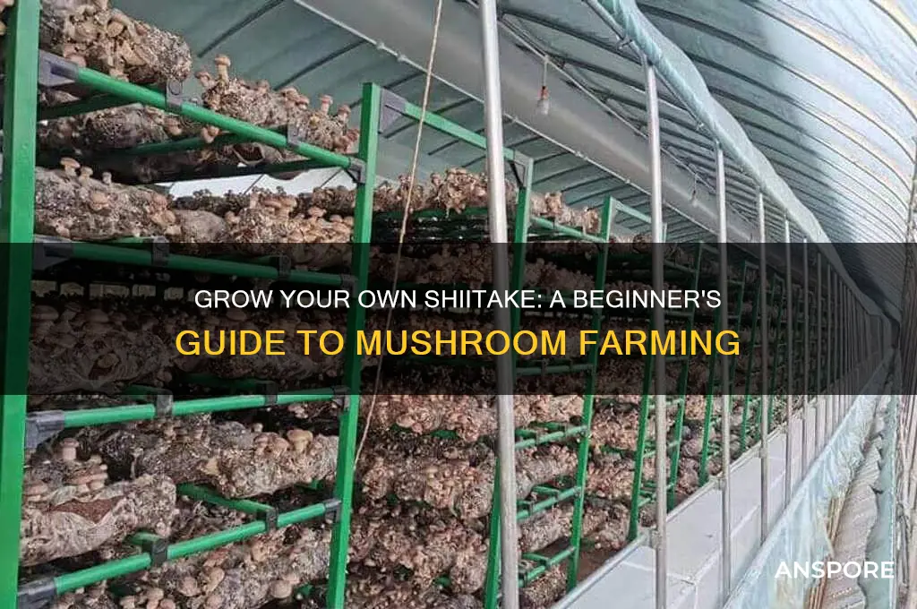 how to start a shiitake mushroom farm