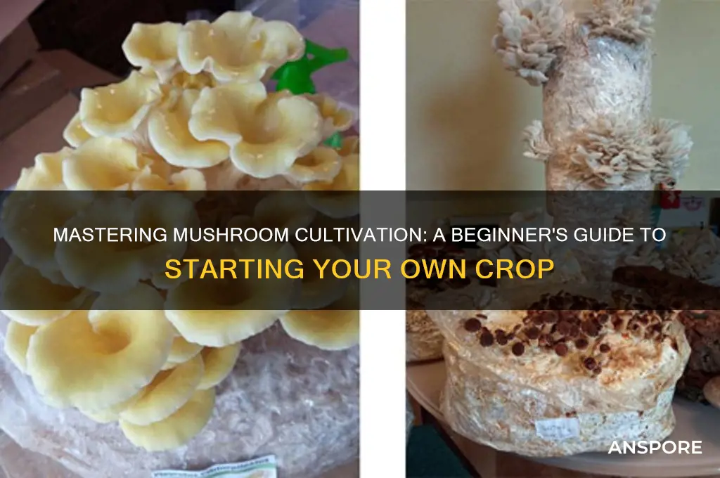 how to start a spam of mushroom