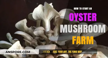 Grow Your Own: A Beginner's Guide to Oyster Mushroom Farming
