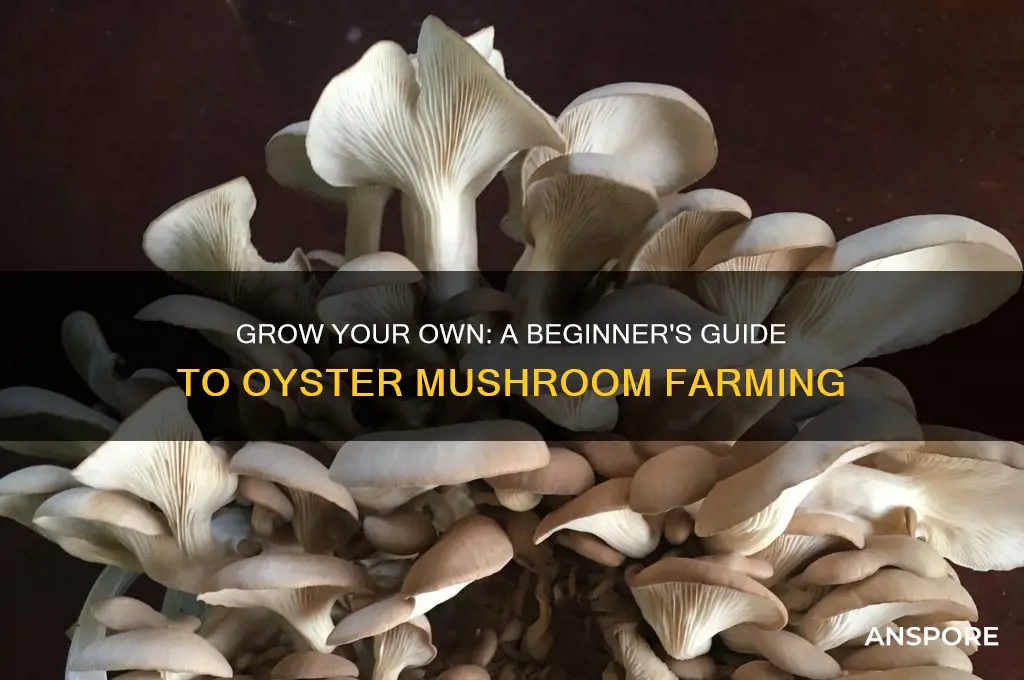 how to start an oyster mushroom farm