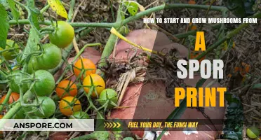 Master Mushroom Cultivation: From Spore Print to Bountiful Harvest