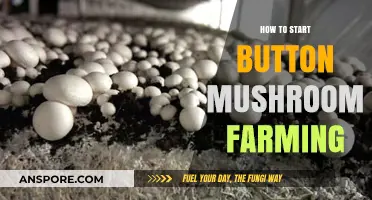 Beginner's Guide to Starting Profitable Button Mushroom Farming at Home