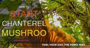 Growing Chanterelles: A Beginner's Guide to Cultivation