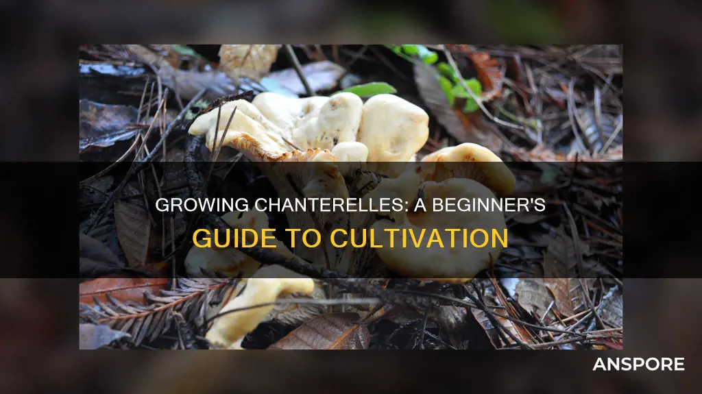 how to start chanterelle mushrooms