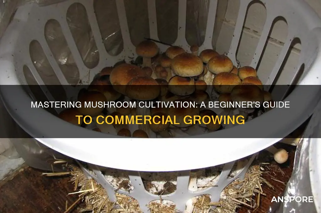 how to start commercial mushrooms growing