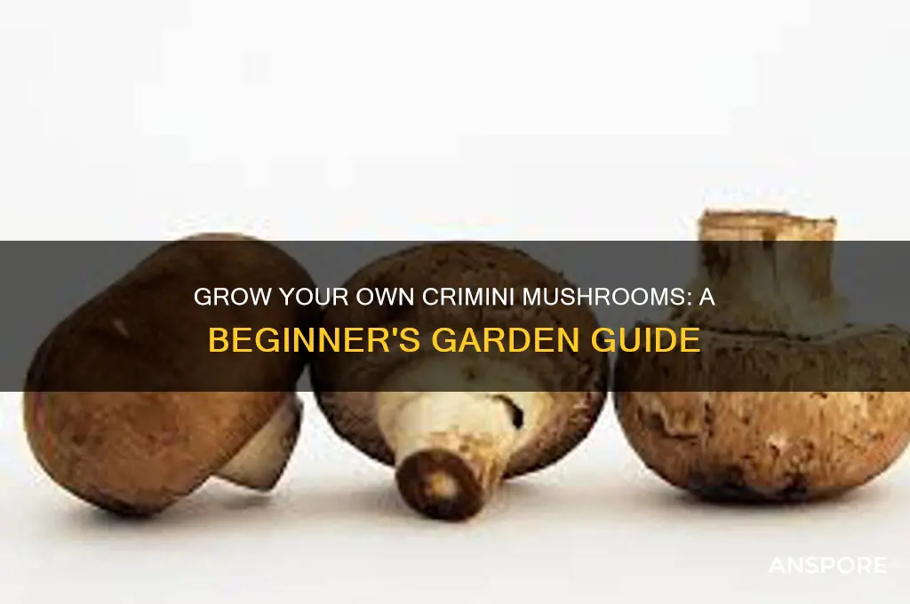 how to start crimini mushroom garden